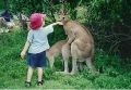 kanguruh.jpg