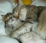 katze3.jpg
